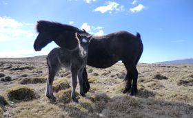 Náttdröfn og folald (1).jpg