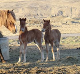 Stelpa og Elding (1).jpg