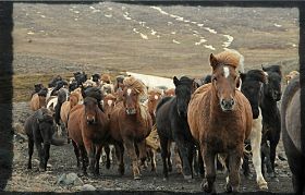 stóð.jpg