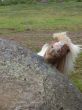 Trippin á heiðinni 19 júlí 027.jpg